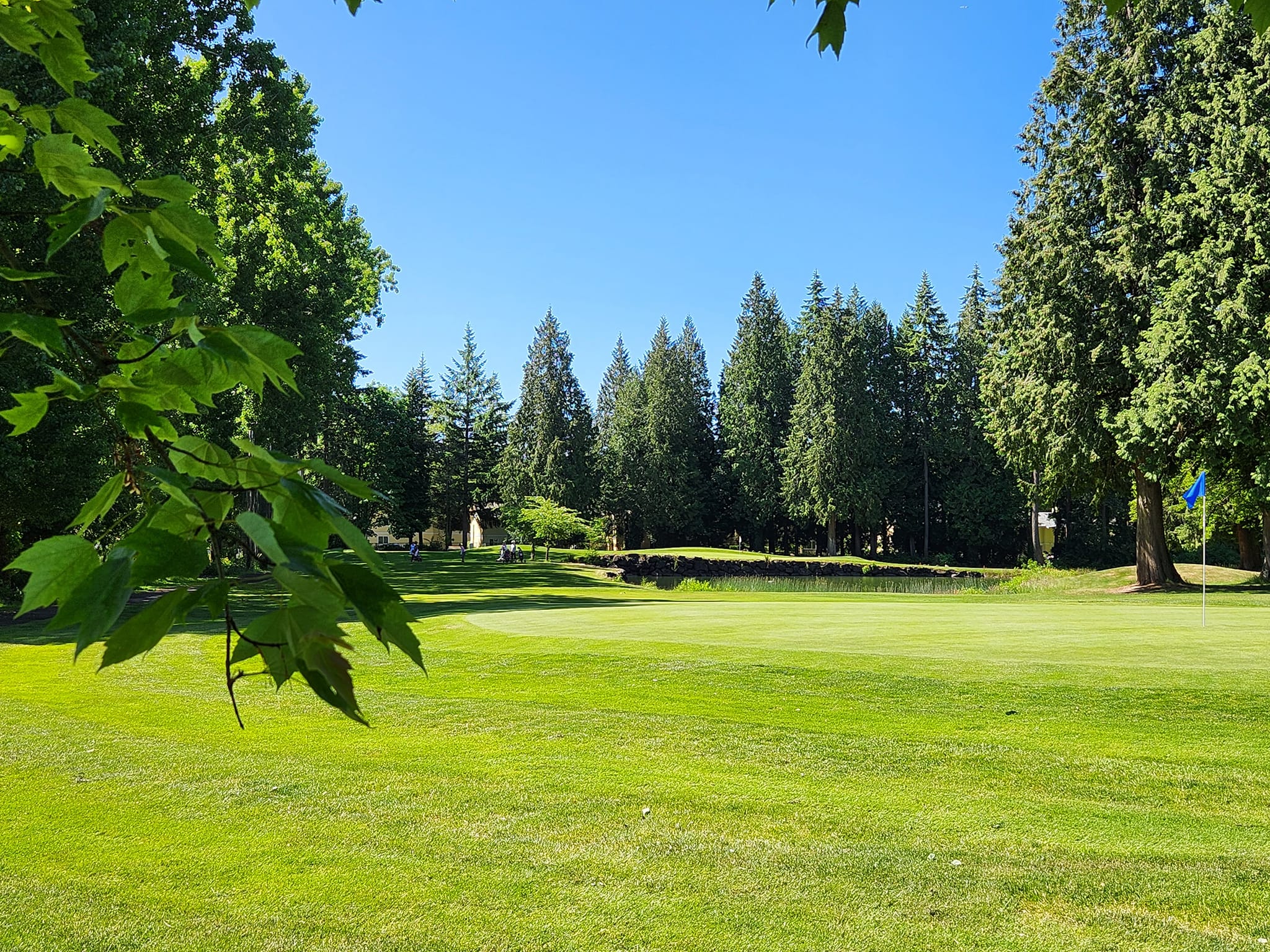 View of golf course trees